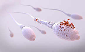 Issues with Sperm Survival